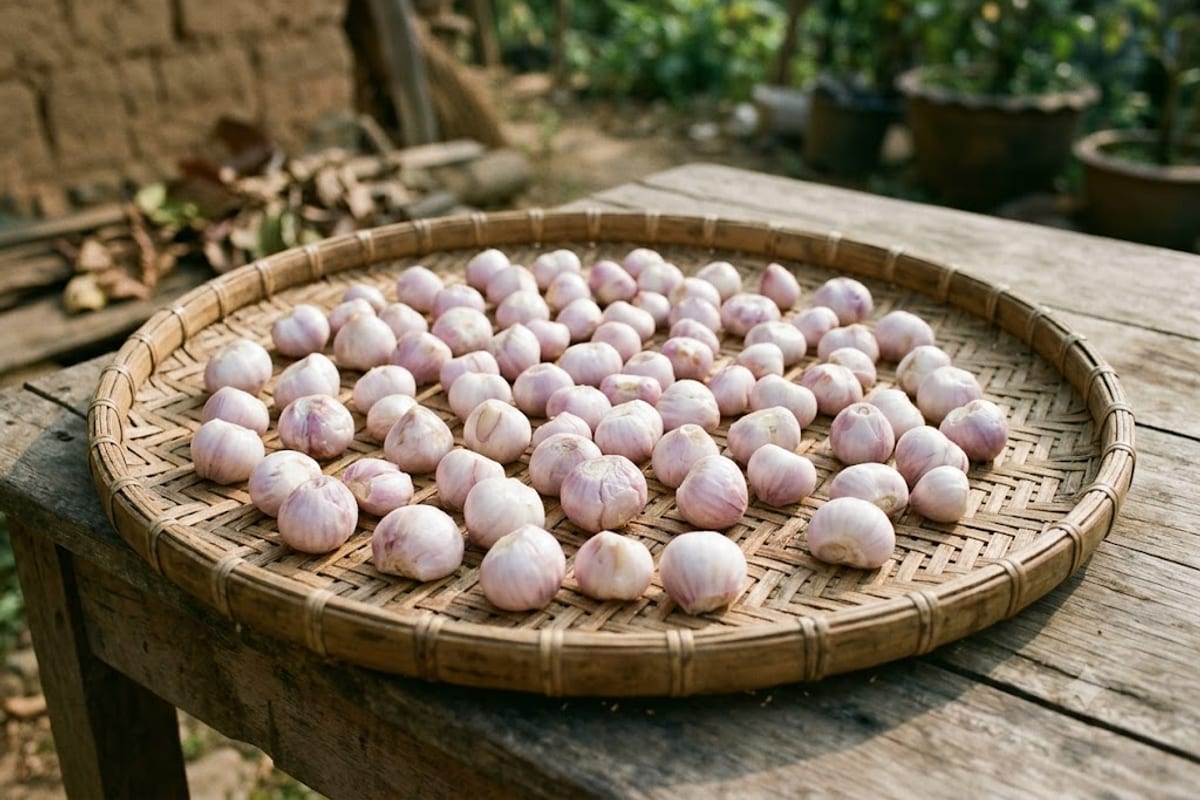 Phơi hành cho héo và khô mặt